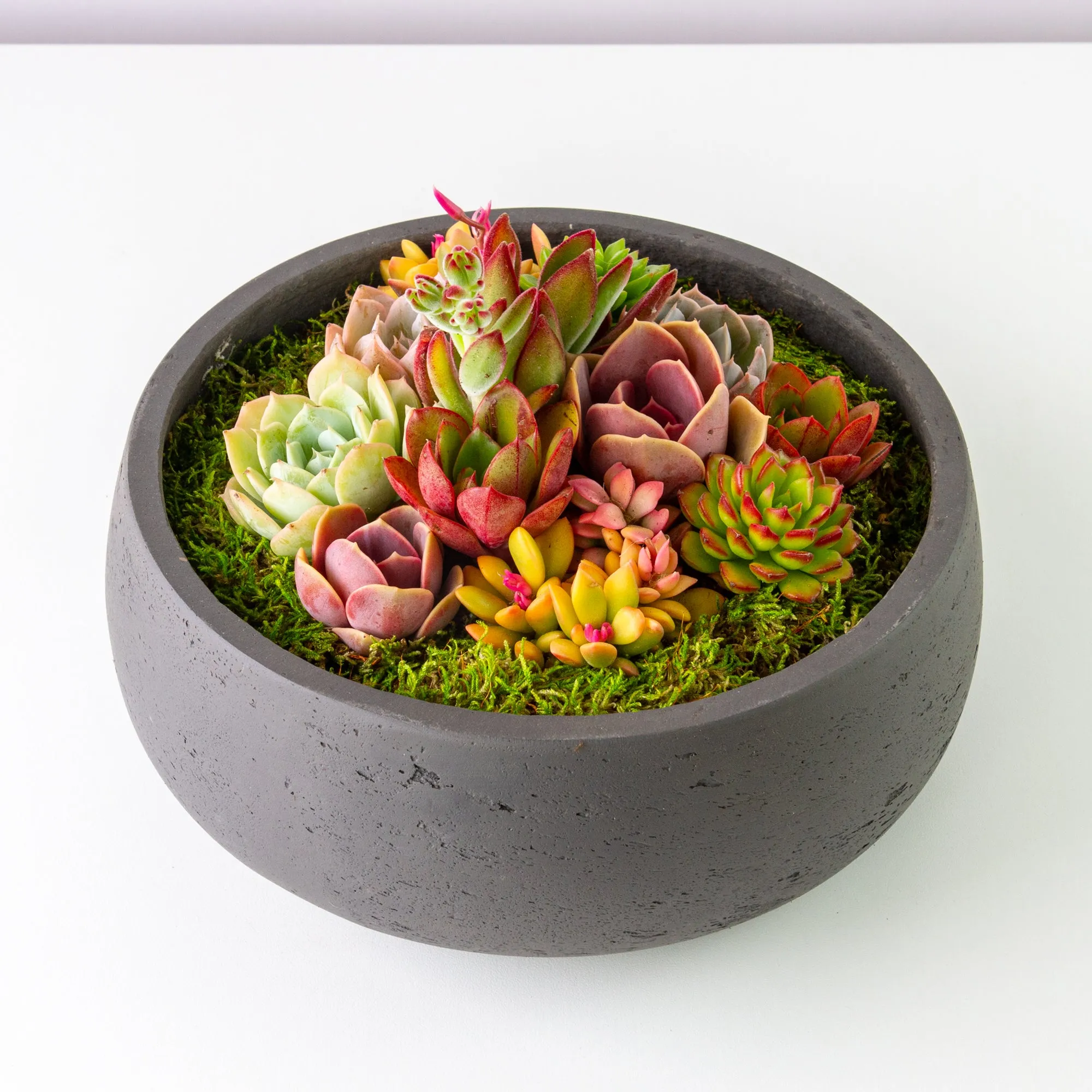 Succulent Arrangement Centerpiece In Cement Bowl - Charcoal Gray, Large