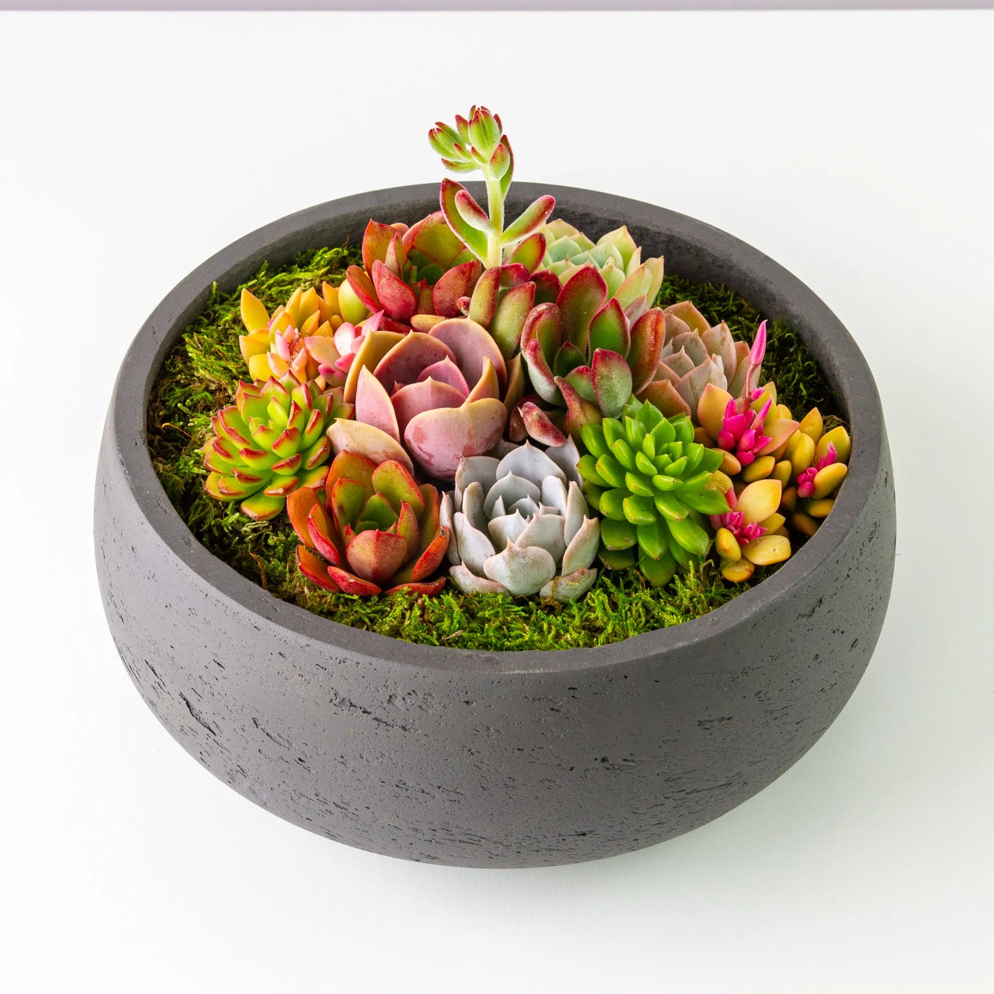 Succulent Arrangement Centerpiece In Cement Bowl - Charcoal Gray, Large