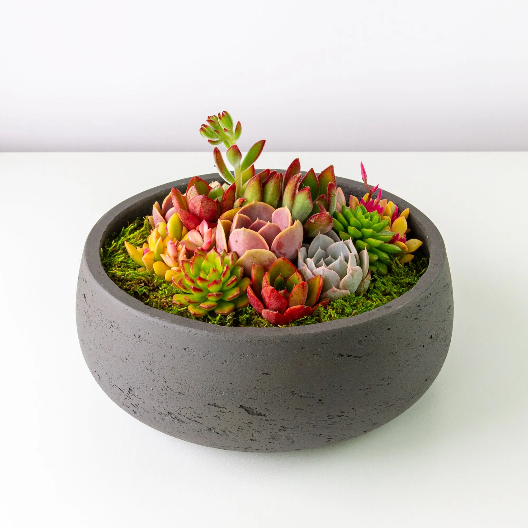 Succulent Arrangement Centerpiece In Cement Bowl - Charcoal Gray, Large