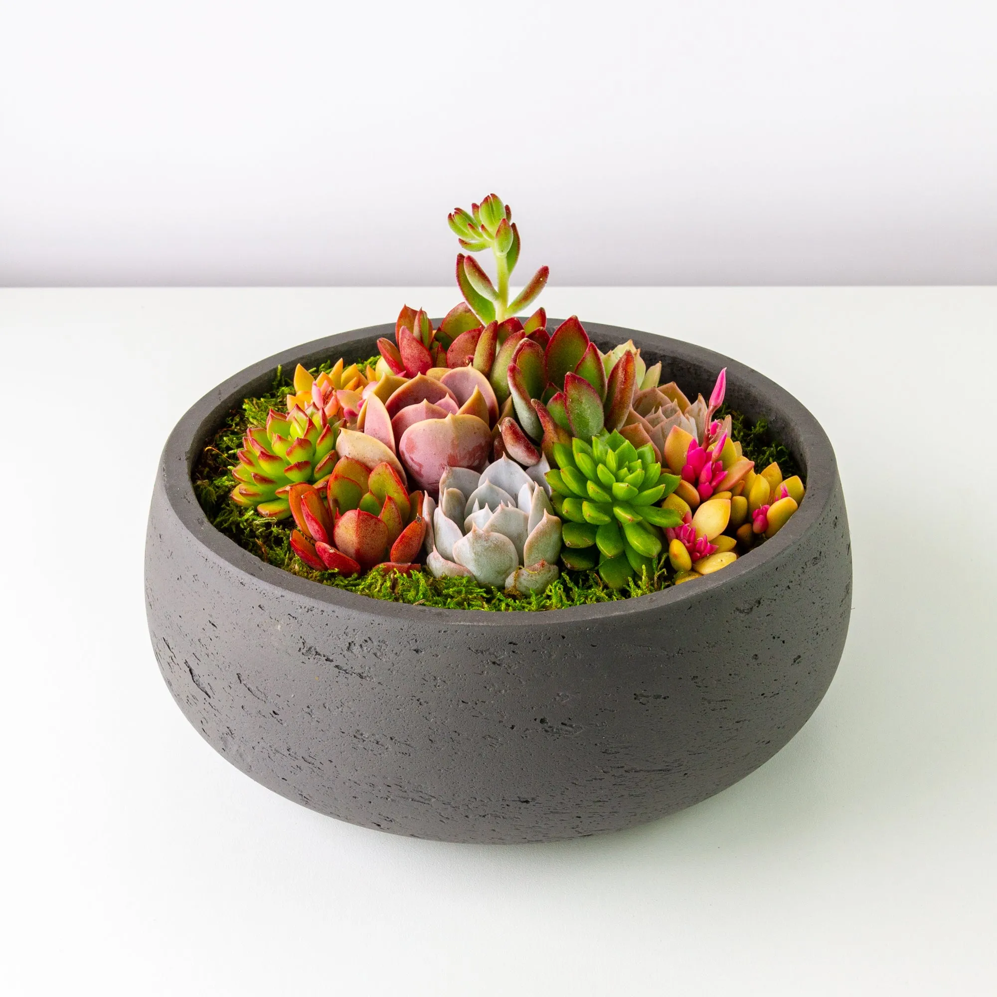 Succulent Arrangement Centerpiece In Cement Bowl - Charcoal Gray, Large