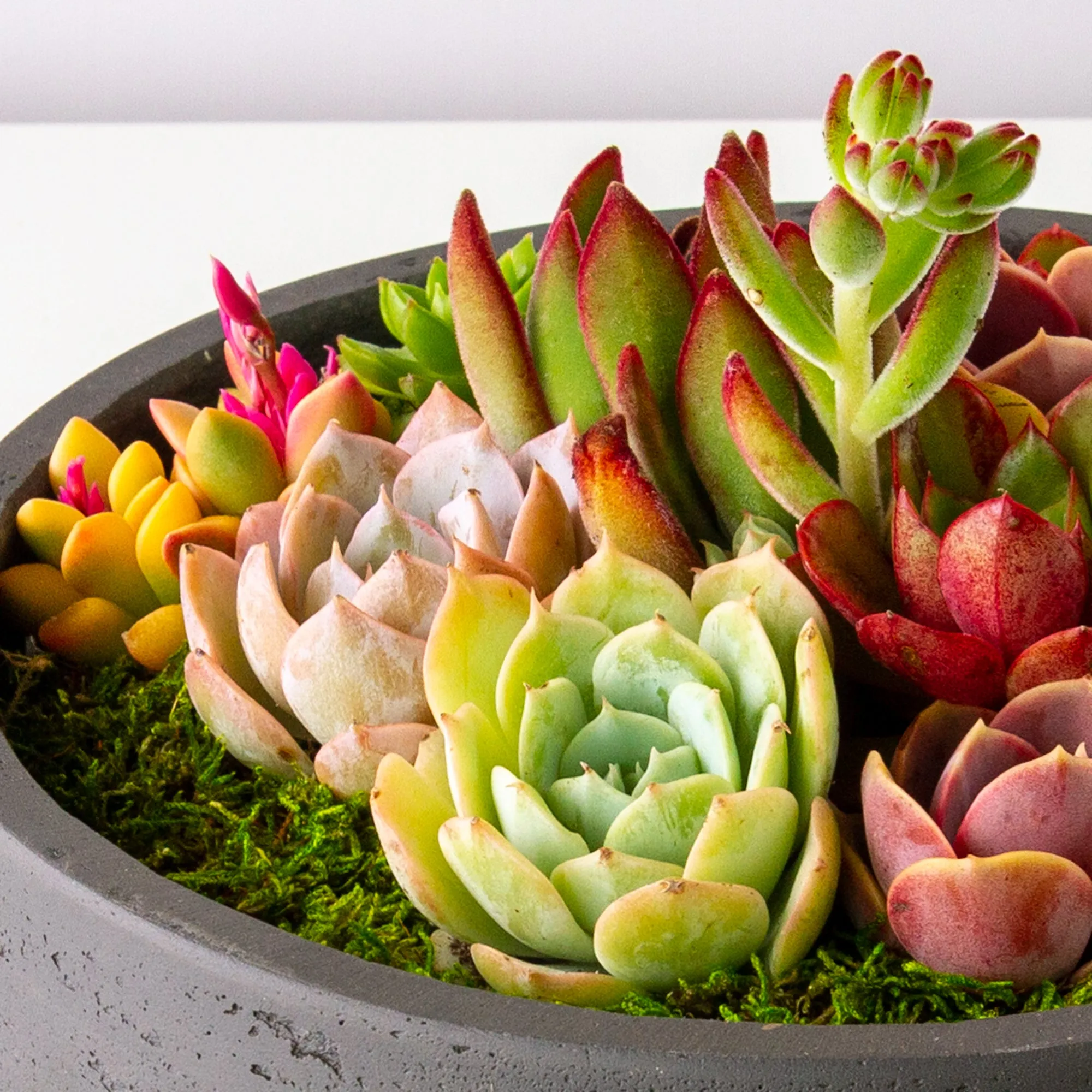 Succulent Arrangement Centerpiece In Cement Bowl - Charcoal Gray, Large